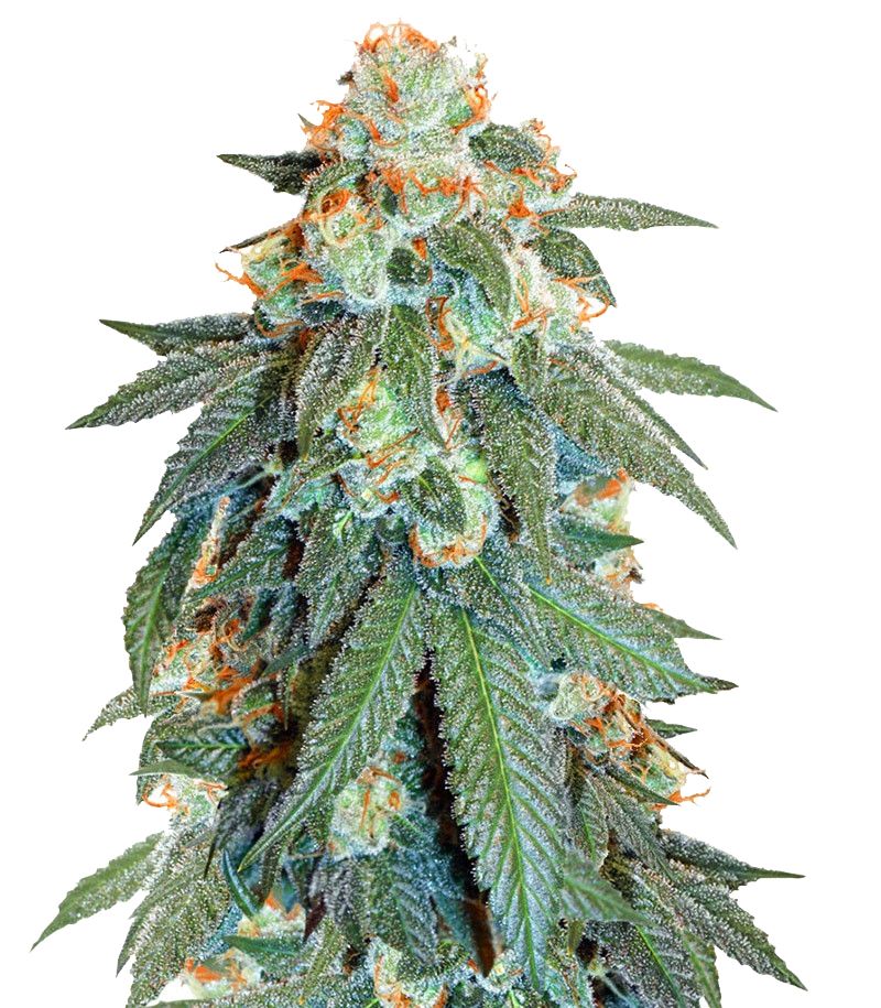 Orange Bud Auto, Фасовка: 1