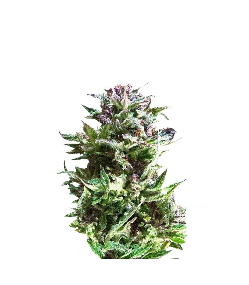 Forest Dream, Фасовка: 3