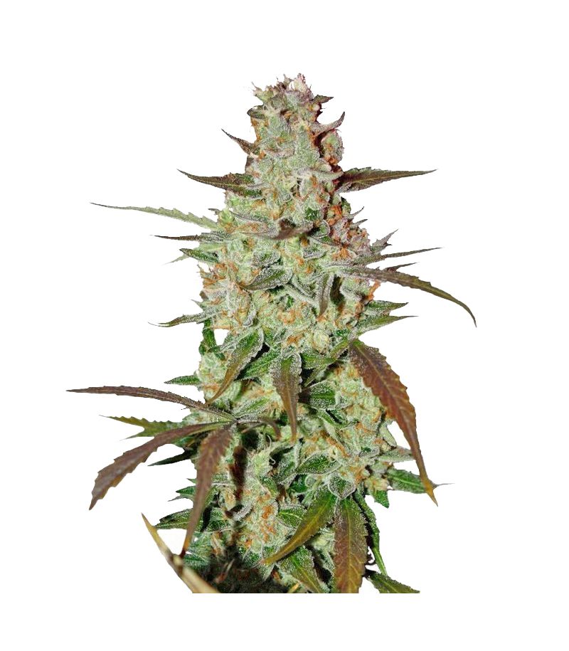 Blue Mazar Auto, Фасовка: 1