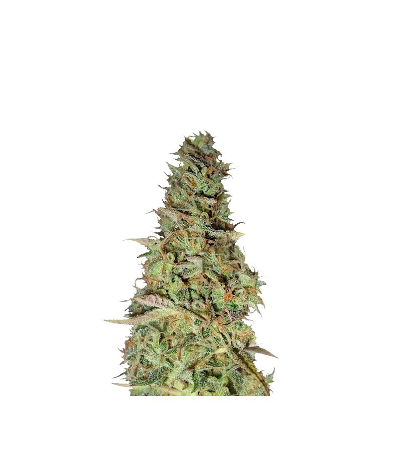 Power Plant, Фасовка: 3