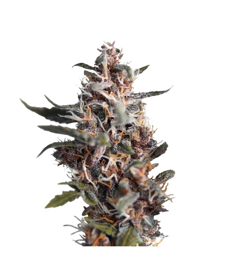 Blackberry Kush Auto, Фасовка: 3