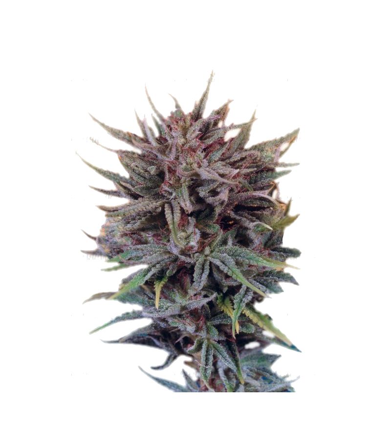 Trance, Фасовка: 5