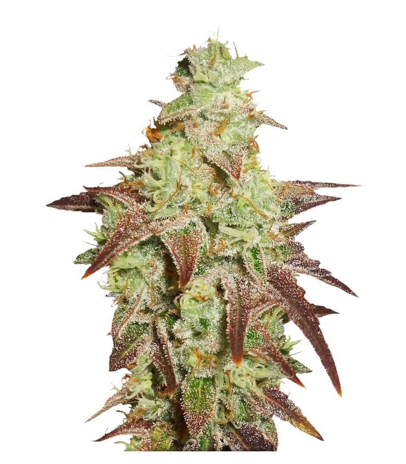 Night Queen Auto, Фасовка: 3