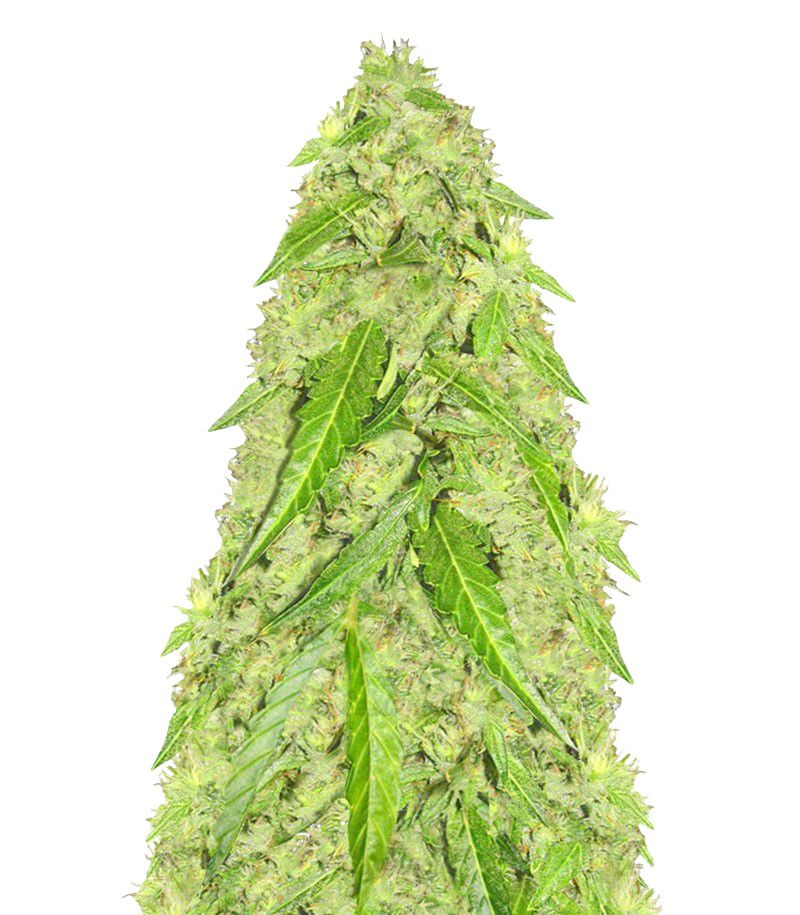 Devotchka Auto, Фасовка: 1