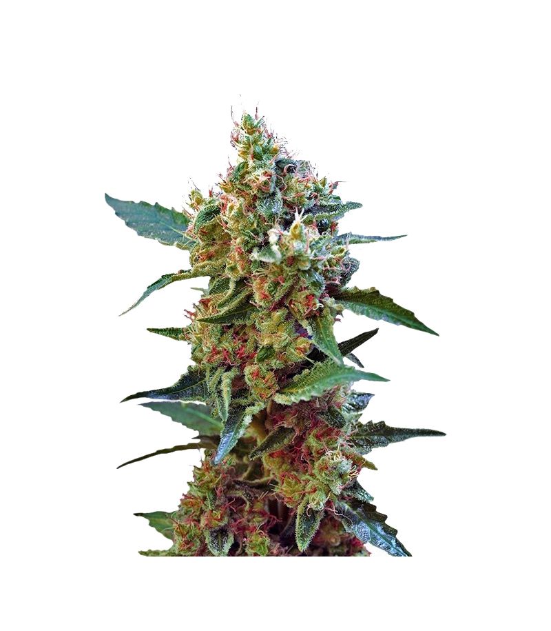 Cream Mandarine XL Auto, Фасовка: 5+2