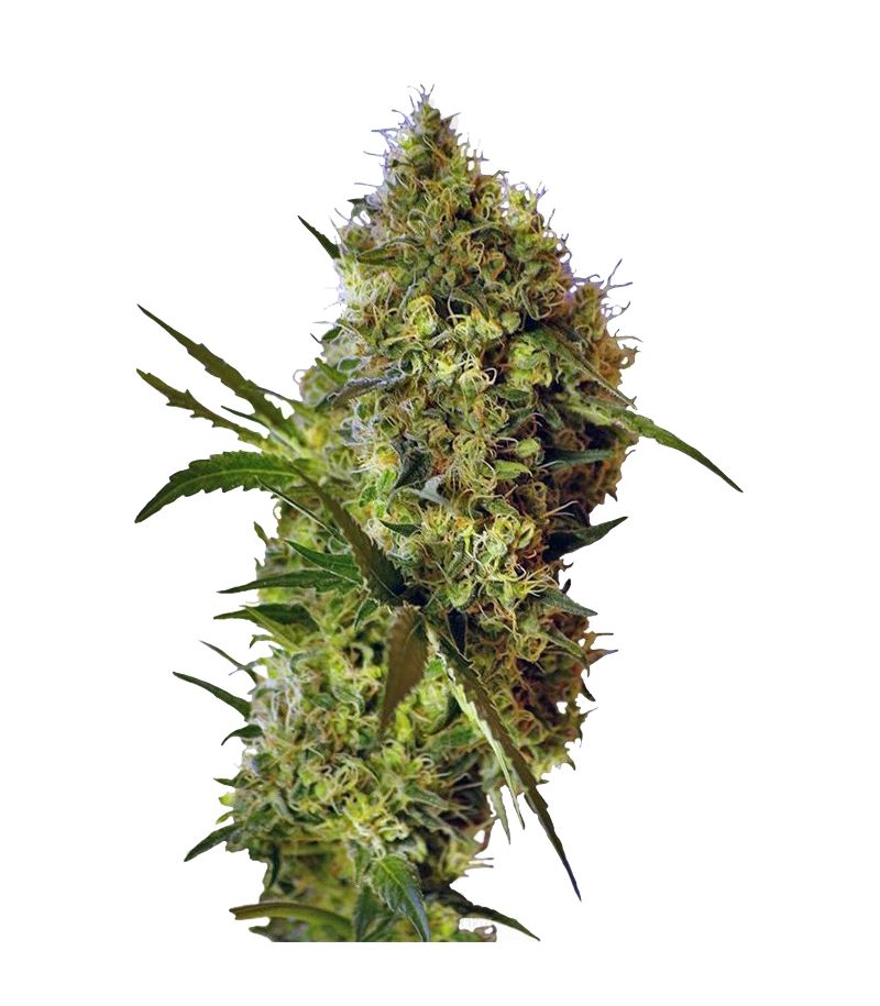 Big Devil Auto, Фасовка: 5+2