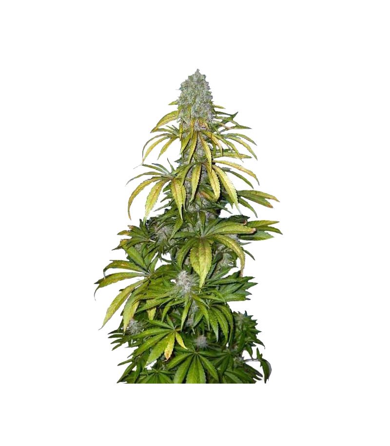 Chrystal, Фасовка: 3