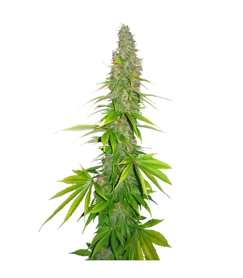 Double White, Фасовка: 3