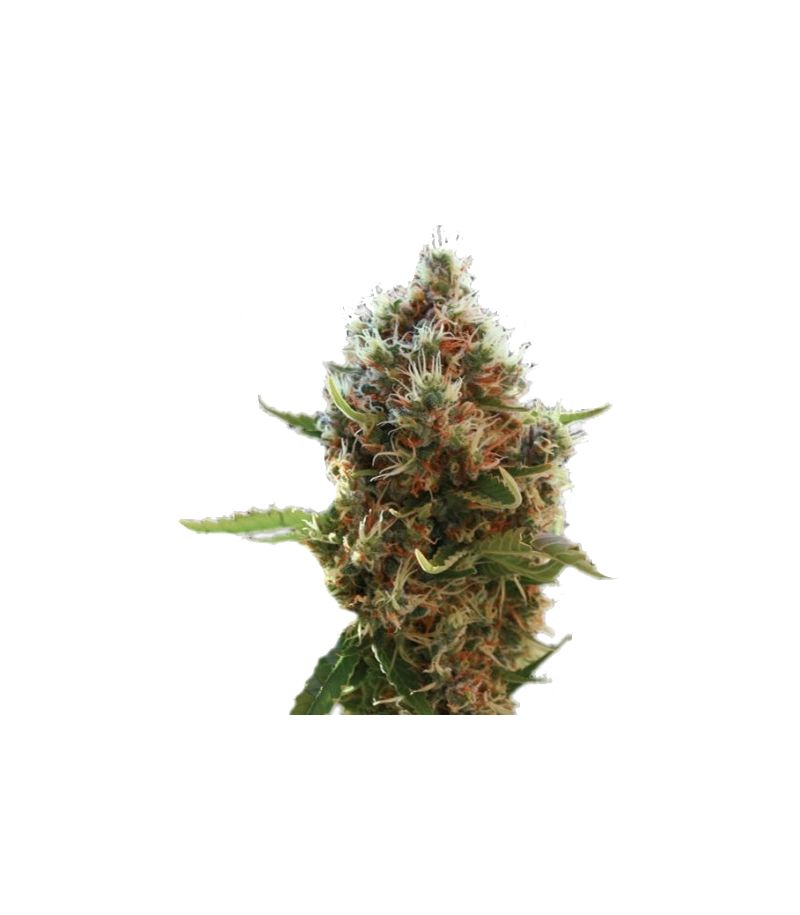 Lucid Bolt, Фасовка: 3, изображение 2