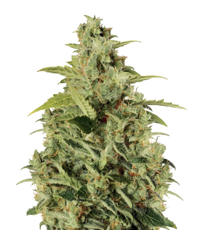 Mikromachine Auto, Фасовка: 10