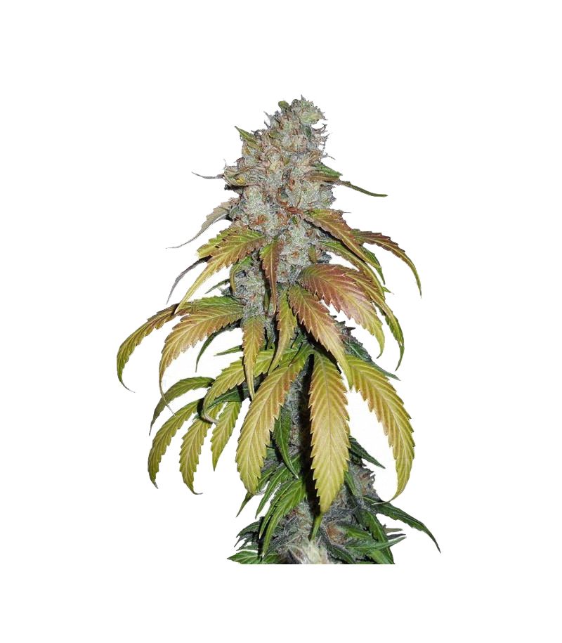 Psicodelicia, Фасовка: 5+2