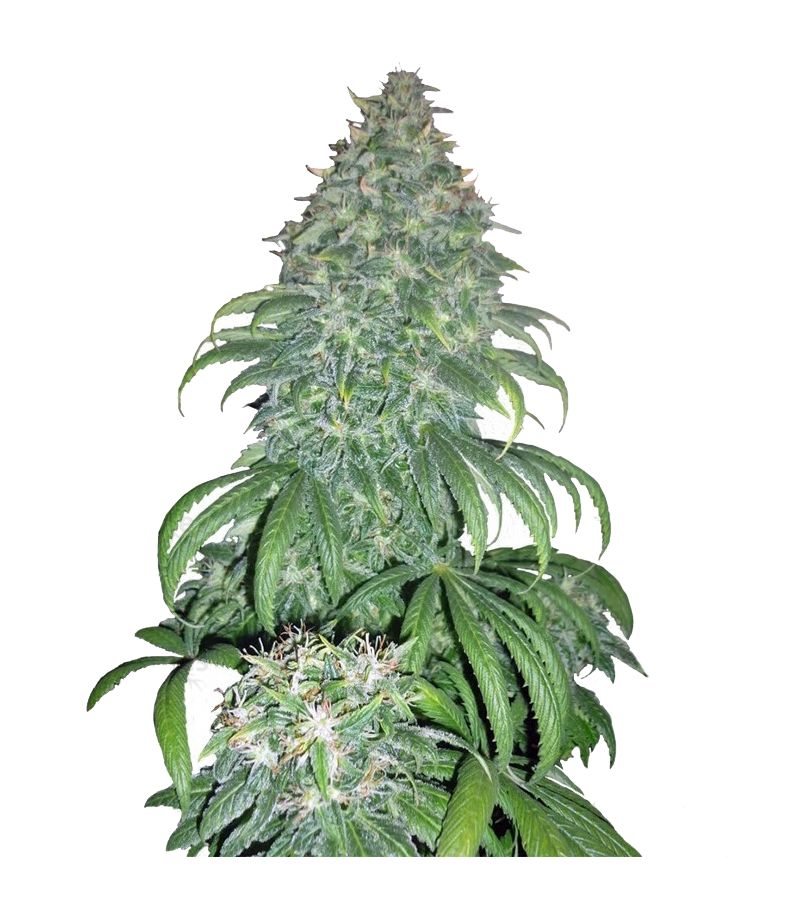 Super Bud, Фасовка: 3