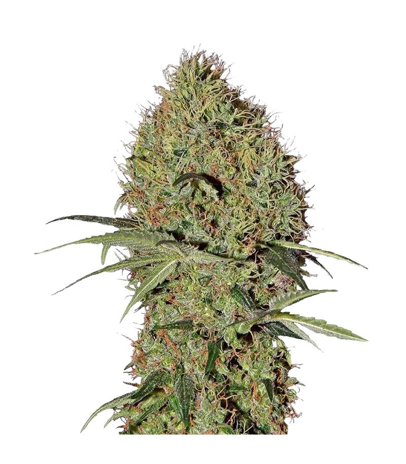 Super Bud Auto, Фасовка: 3