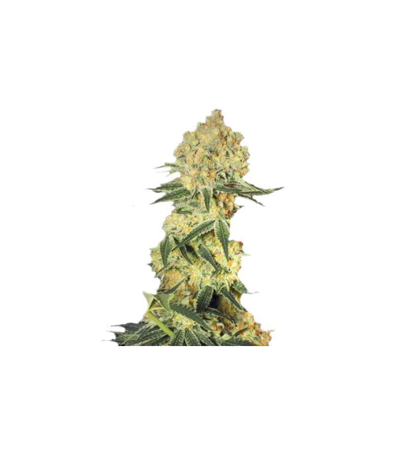 Wappa Auto, Фасовка: 3