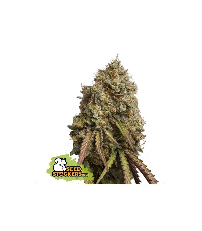 Gorilla Cookies, Фасовка: 5