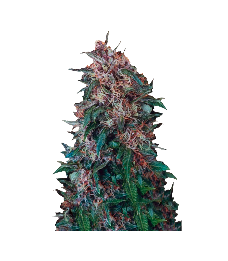 Hollands Hope, Фасовка: 5