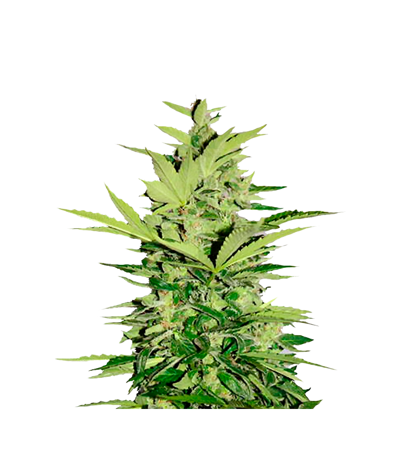 Supreme CBD Lemon OG Auto, Фасовка: 5