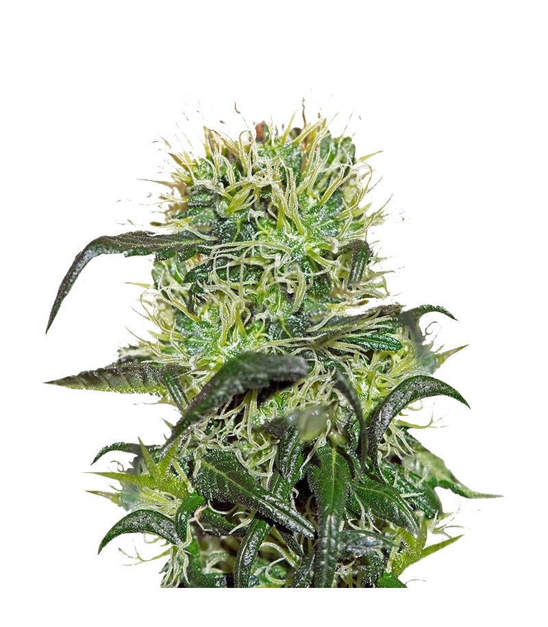 Bad Azz Kush fem, Фасовка: 3