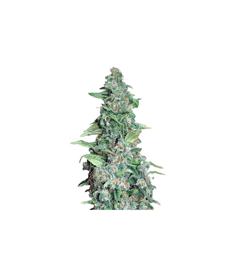 Honey B fem, Фасовка: 10