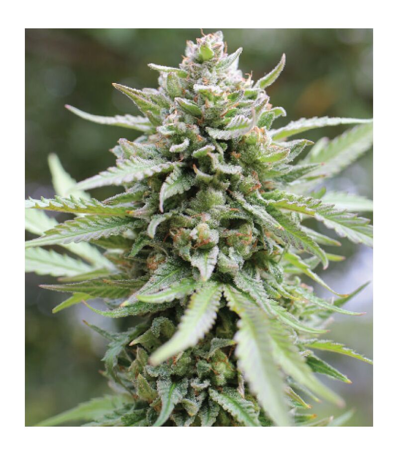 Lemongrass, Фасовка: 3