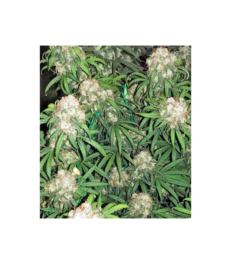 Auto Bubble Gum XL, Фасовка: 5, изображение 2