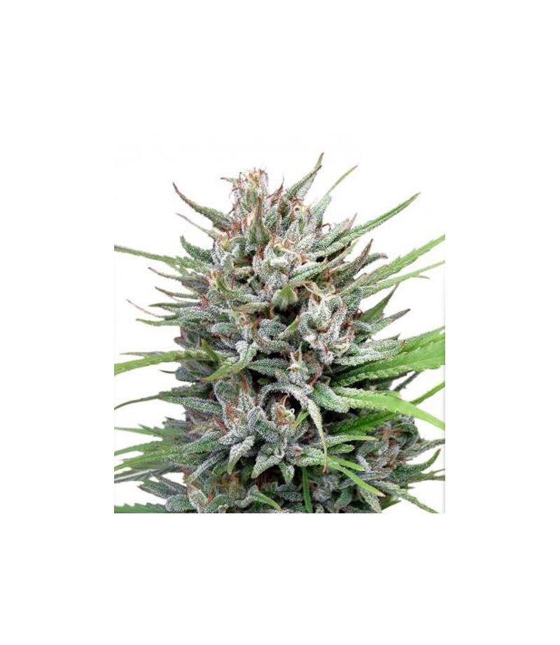 Passion №1 Reg, Фасовка: 10