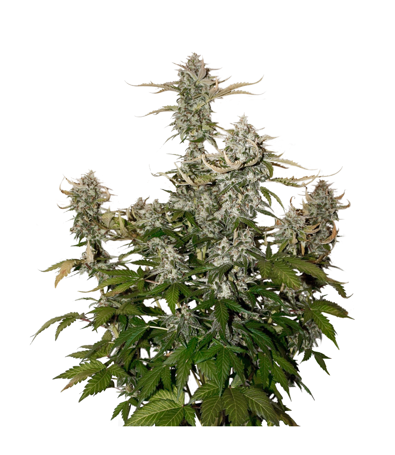 Candy Dawg Auto, Фасовка: 3