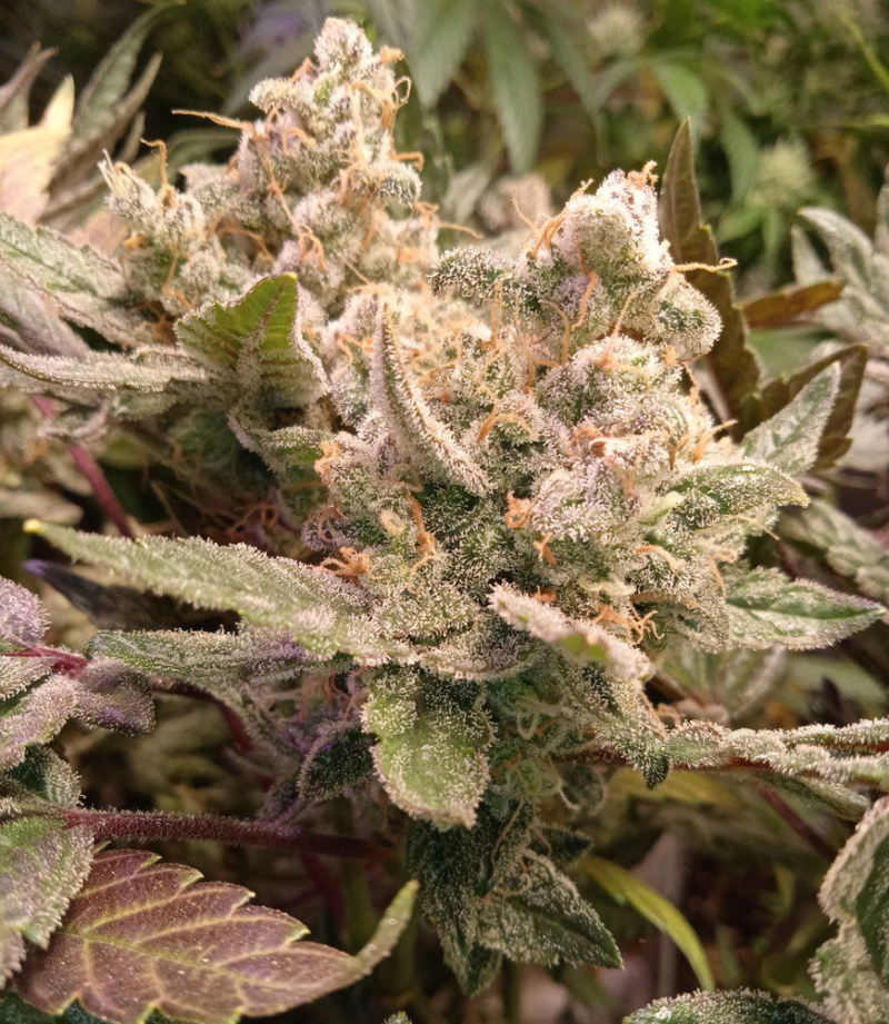 Domina 99 OG, Фасовка: 10