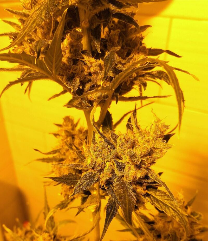 Авто Тополь, Фасовка: 3, изображение 3