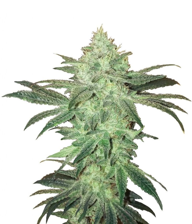 Stardawg Auto, Фасовка: 5