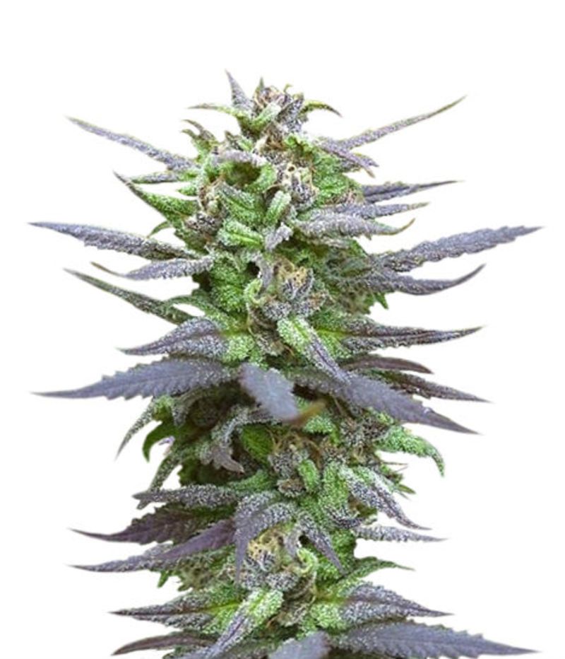 Biddy Early Reg, Фасовка: 11