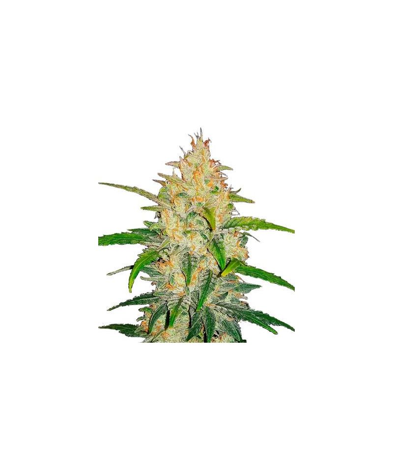 Zkittlez Auto, Фасовка: 1