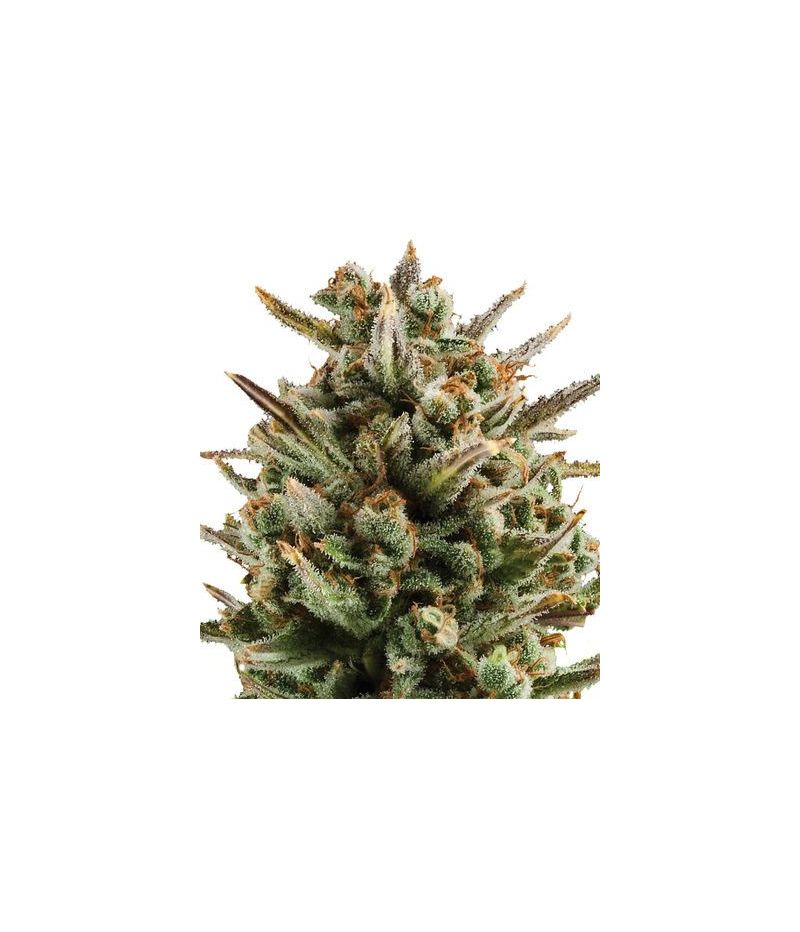 Amnesia Haze Auto, Фасовка: 3