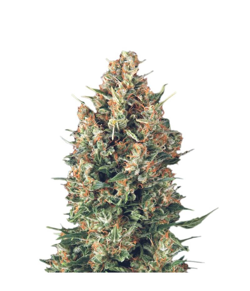 Wembley Auto, Фасовка: 5+2, изображение 2