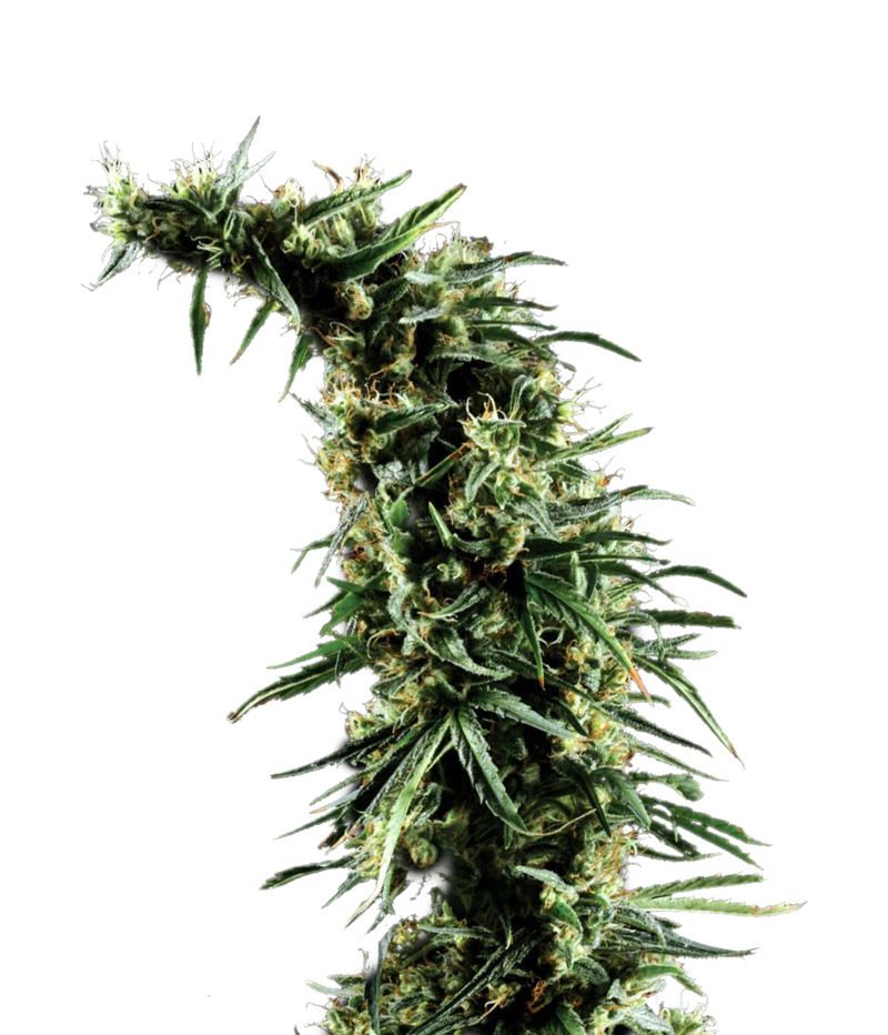 Hawaiian Snow, Фасовка: 3