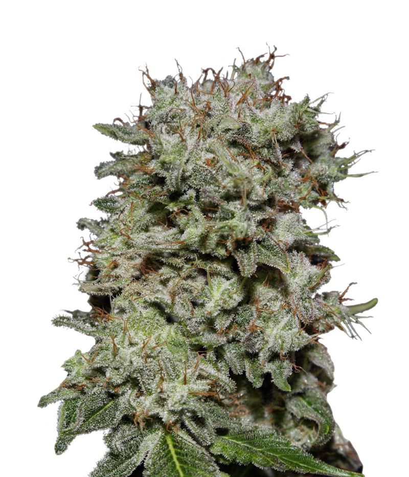 Kalashnikova, Фасовка: 3