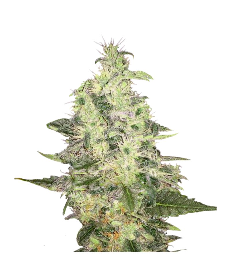 Pure Kush, Фасовка: 5