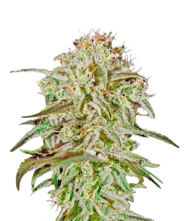 A.M.S., Фасовка: 5