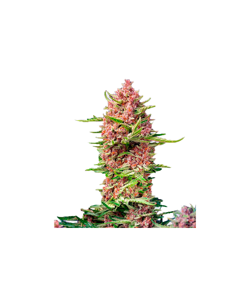 Strawberry Cola Sherbet F1 Fast Version, Фасовка: 3+1