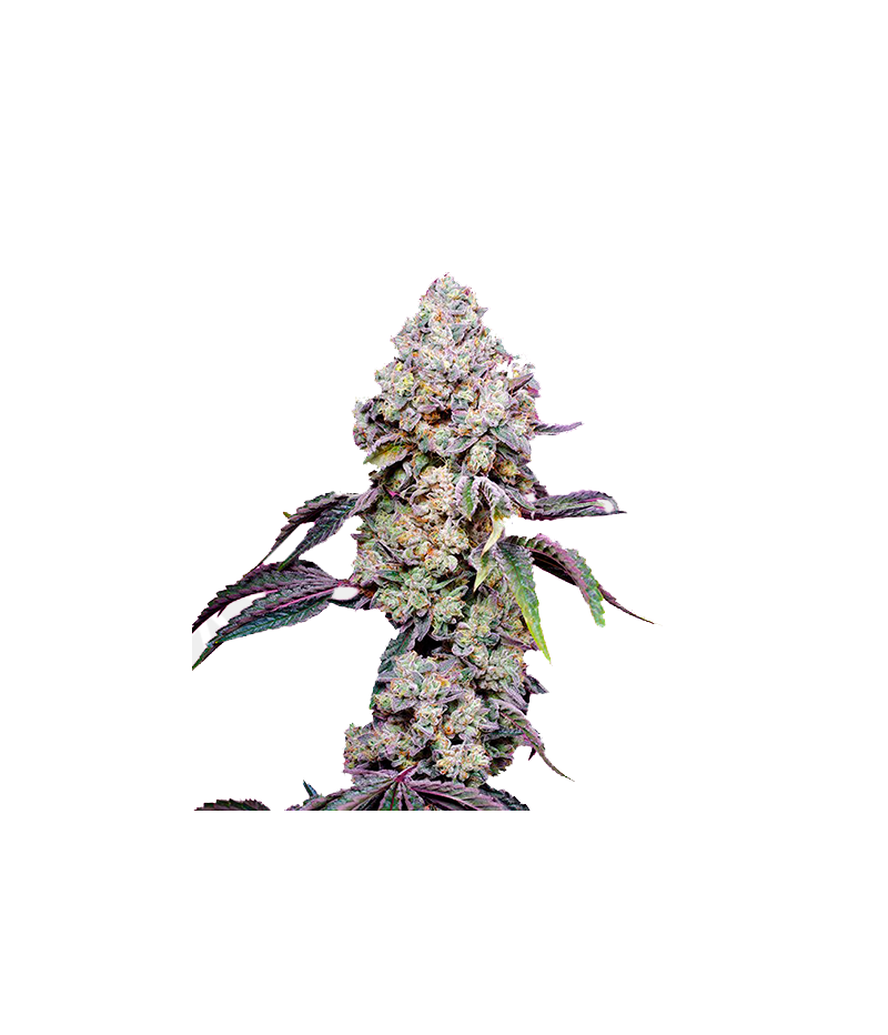 Sweet Mandarine Zkittlez F1 Fast Version, Фасовка: 3+1