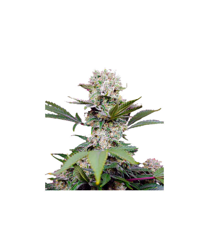 Sweet Mandarine Zkittlez XL Auto, Фасовка: 3+1