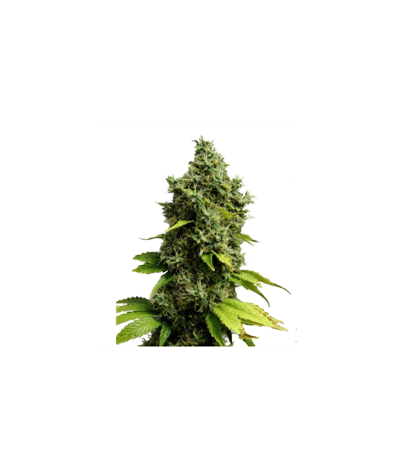 Auto Jack Herer genetics, Фасовка: 3+1