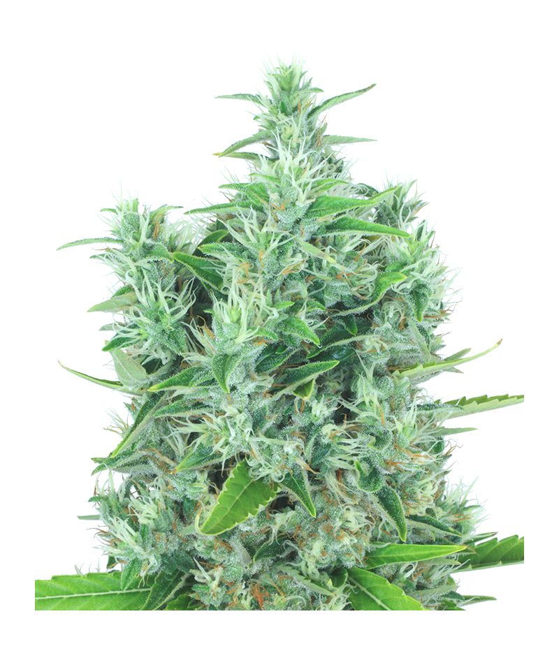 Kali Mist Reg, Фасовка: 11