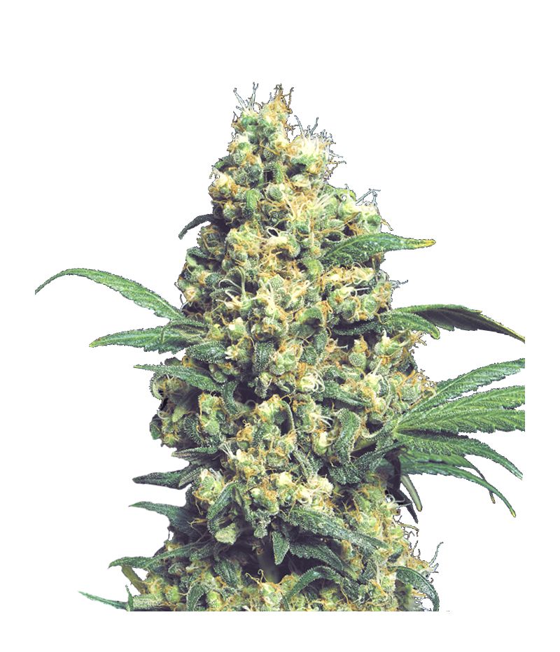 Warlock Reg, Фасовка: 11