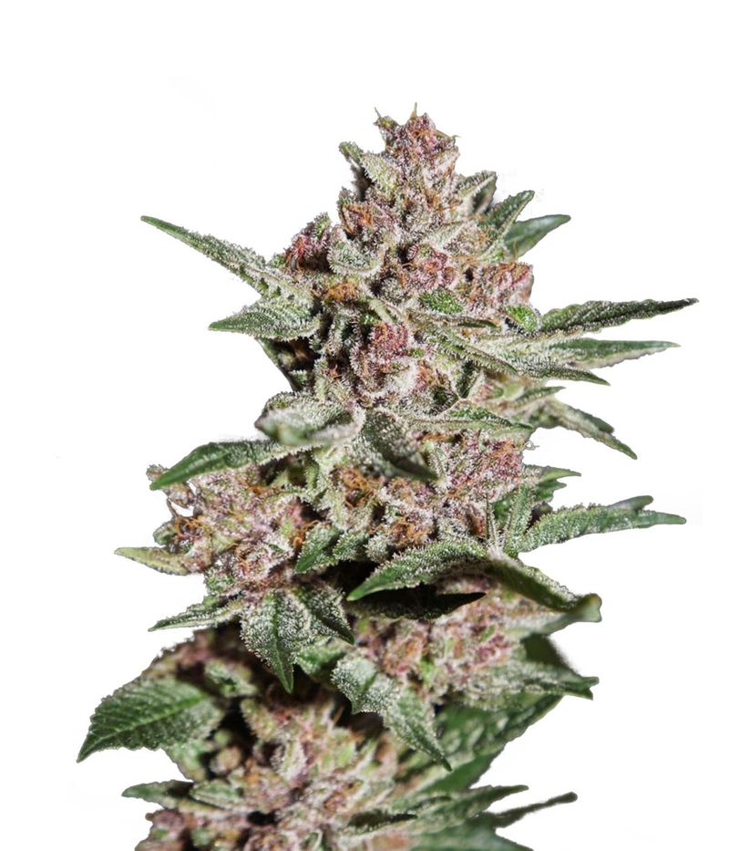 Bubba Kush, Фасовка: 3