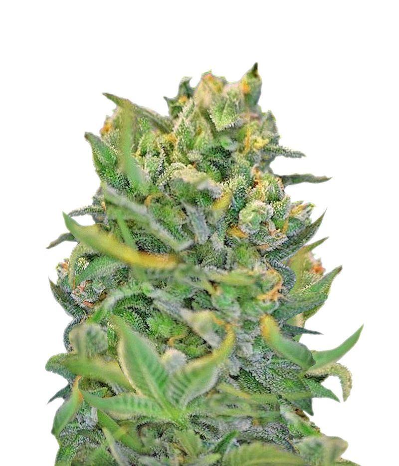 Sweet Cheese Fast Version, Фасовка: 3+1