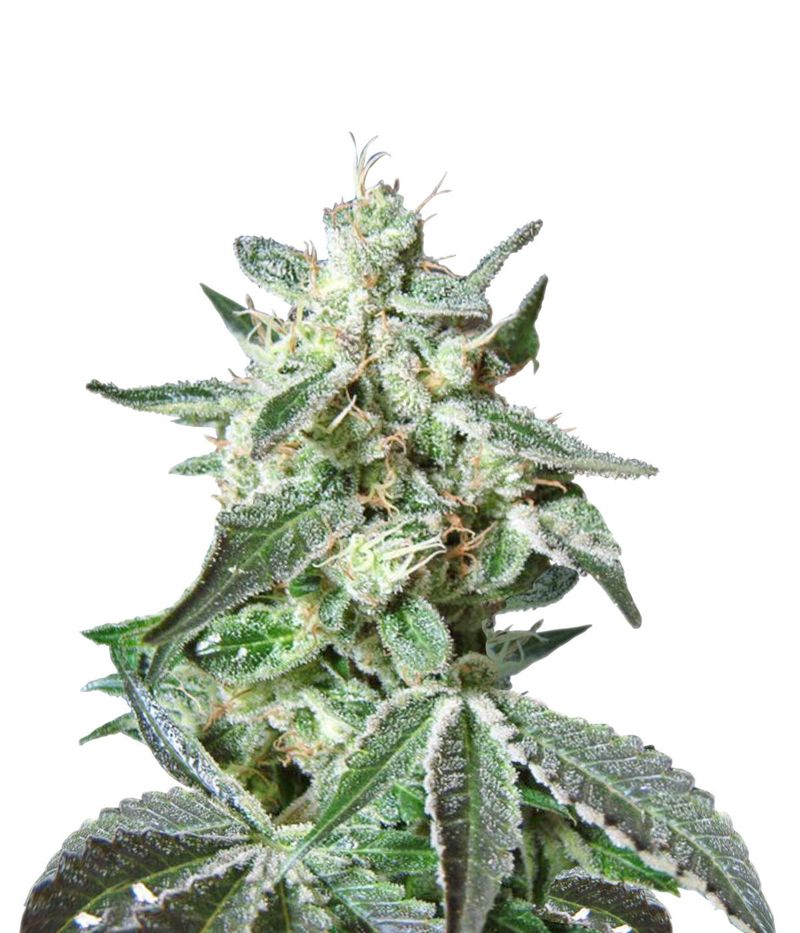 Black Jack Fast Version, Фасовка: 3+1