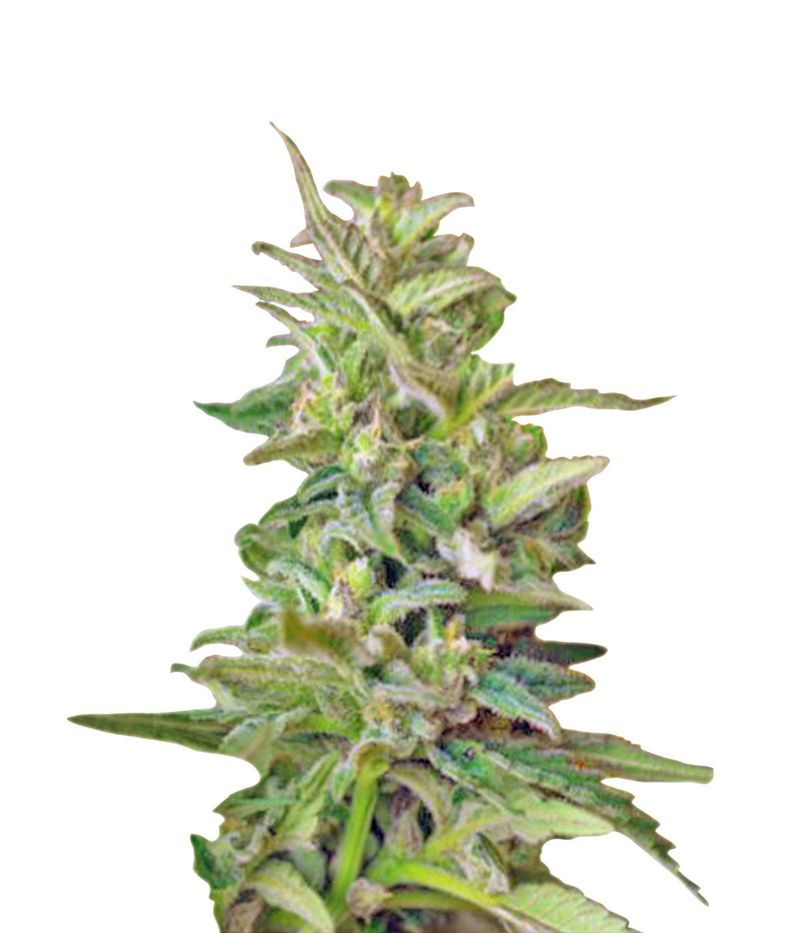 S.A.D Auto, Фасовка: 5