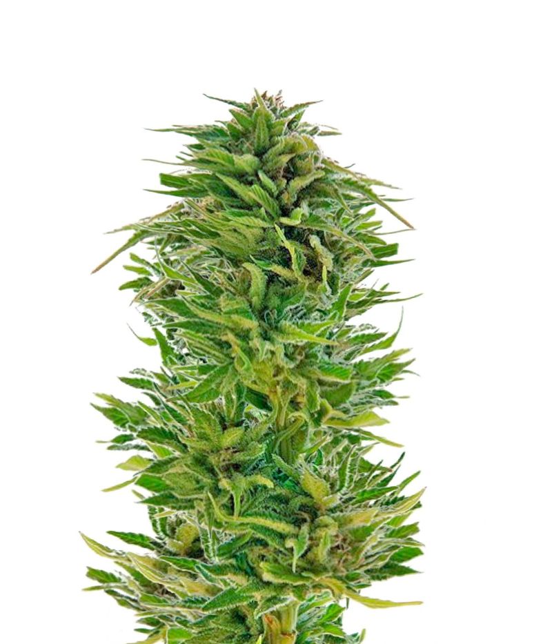 Amnesia Lemon, Фасовка: 5