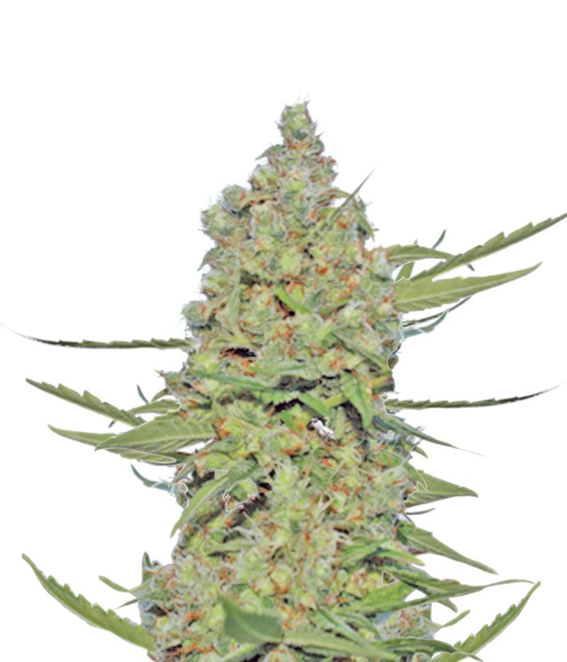 Laughing Buddha, Фасовка: 5